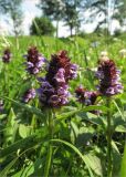 Prunella vulgaris