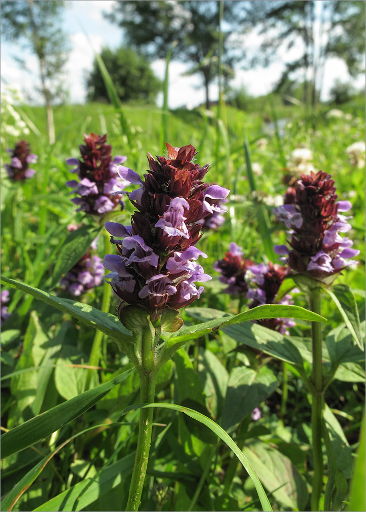 Изображение особи Prunella vulgaris.