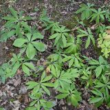 Helleborus cyclophyllus. Вегетирующие растения. Германия, г. Дюссельдорф, Ботанический сад университета. 04.09.2013.