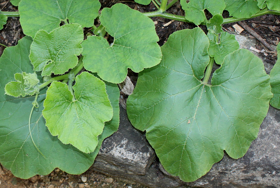 Image of Cucurbita maxima specimen.