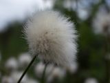 Eriophorum vaginatum. Соплодие. Тверская обл., Кимрский р-н, Подберезовское лесничество. 01.06.2008.