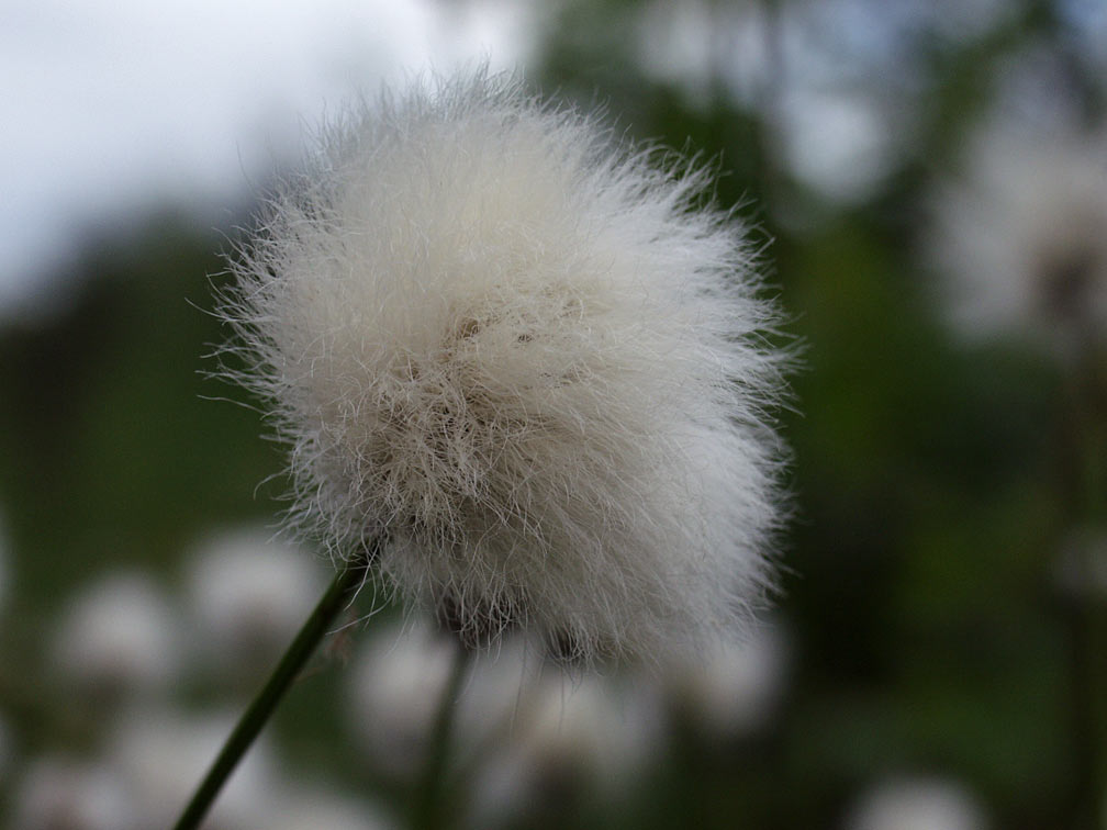 Image of Eriophorum vaginatum specimen.