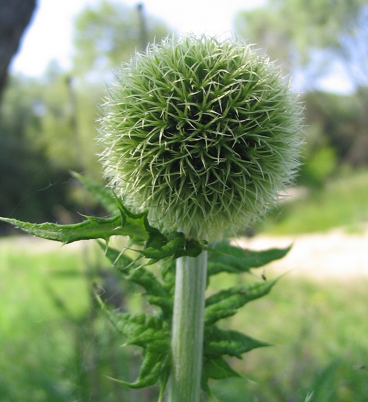 Image of Echinops exaltatus specimen.