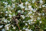 Cerastium pusillum