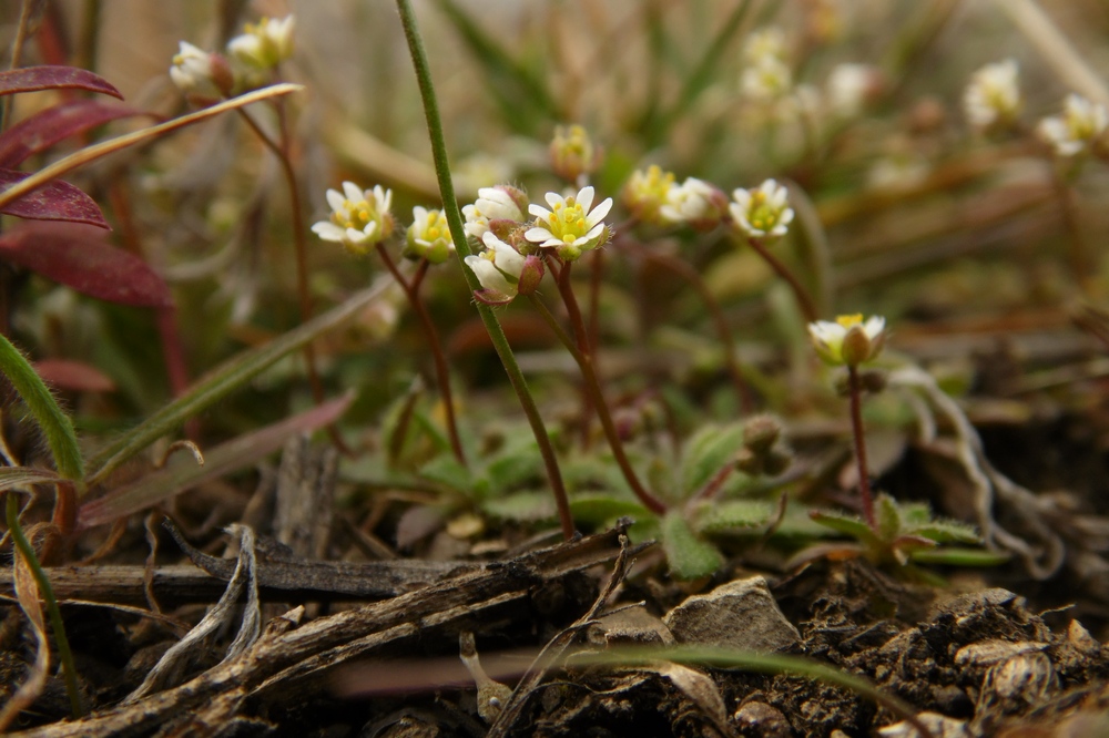 Изображение особи Erophila verna.