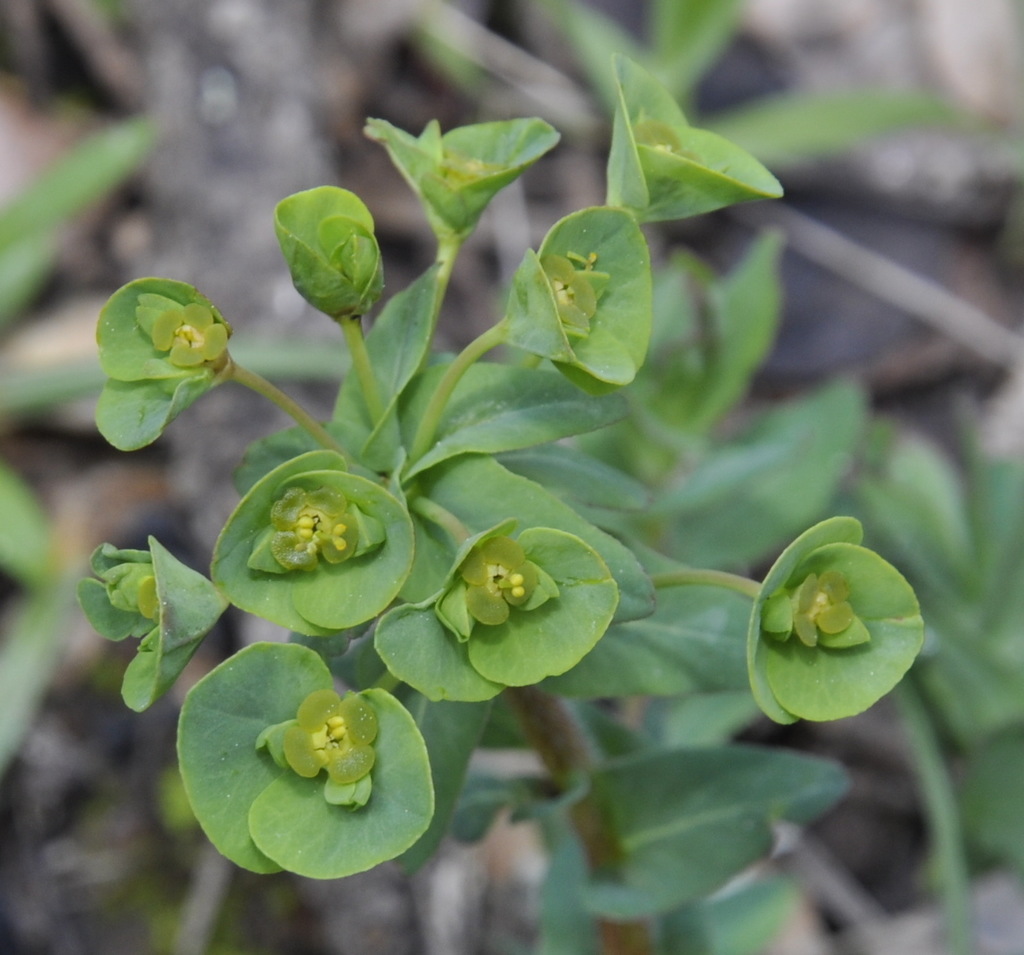 Изображение особи Euphorbia apios.