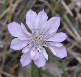 Image of taxon representative. Author is Роланд Цандекидис