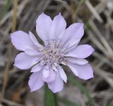 Knautia orientalis