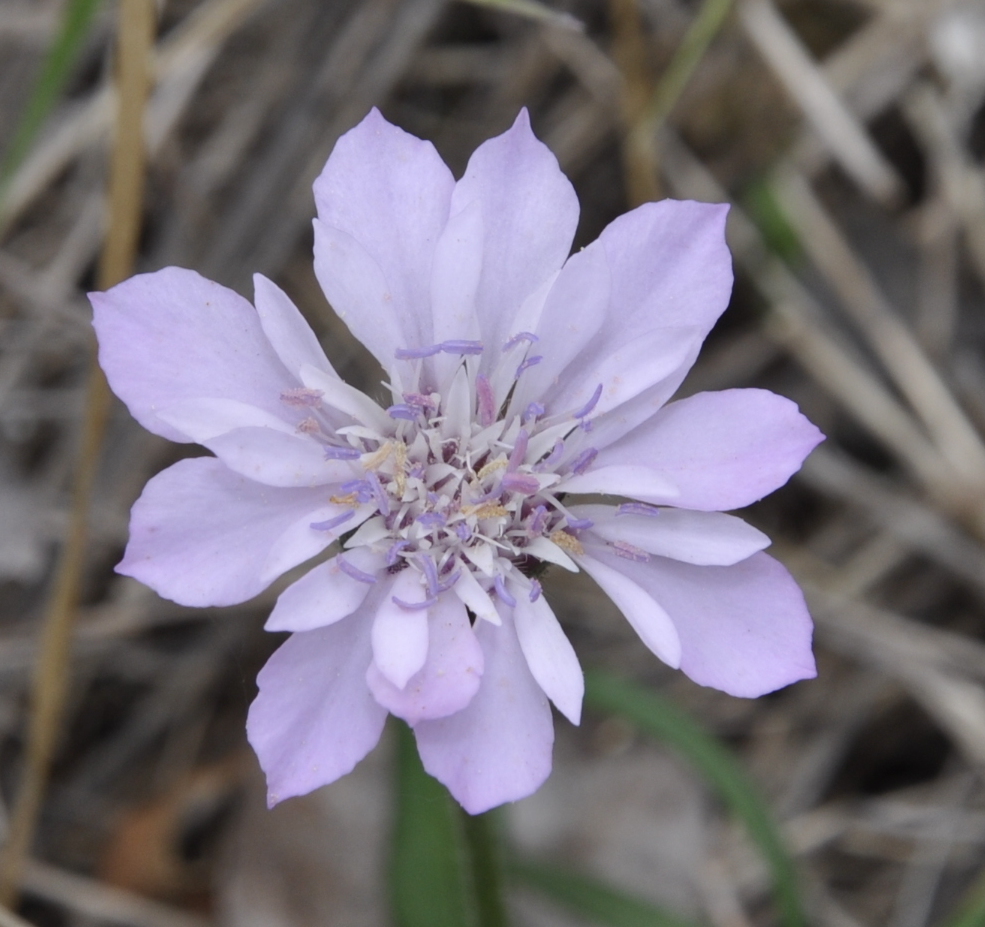 Image of Knautia orientalis specimen.