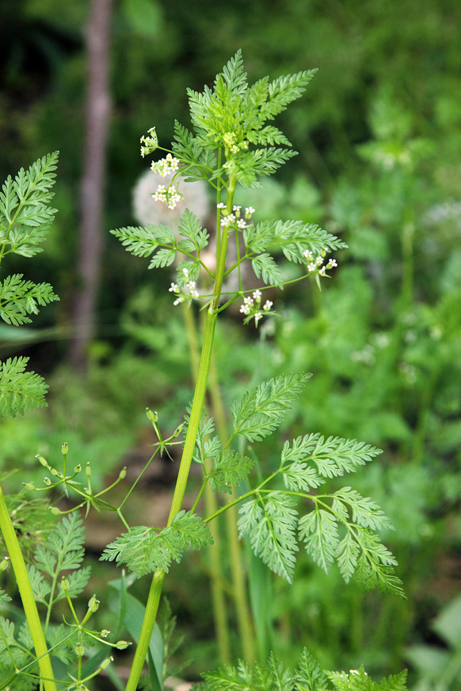 Изображение особи Anthriscus caucalis.