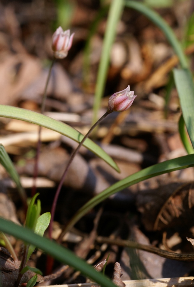 Изображение особи Allium monanthum.