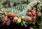 Abies pinsapo