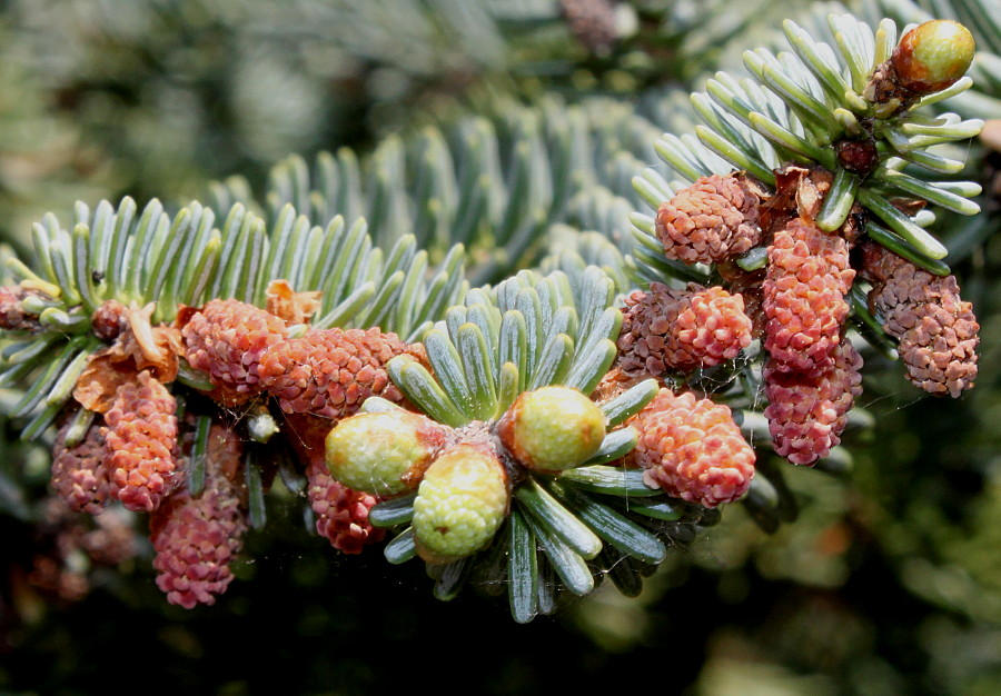 Image of Abies pinsapo specimen.