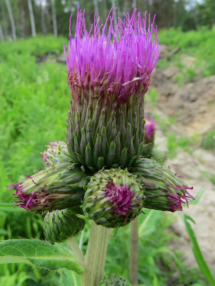 Image of Cirsium heterophyllum specimen.