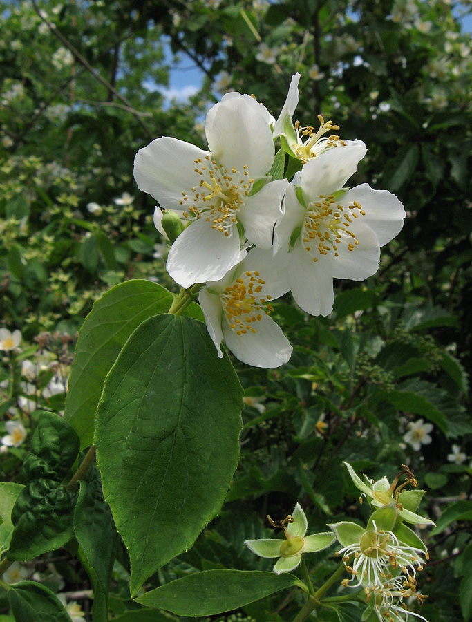 Image of genus Philadelphus specimen.