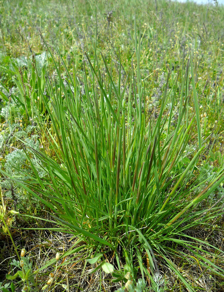 Изображение особи Psathyrostachys juncea.