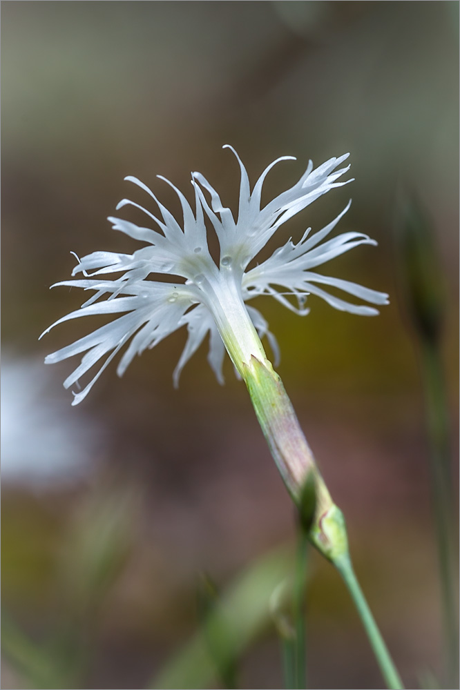 Image of Dianthus borussicus specimen.