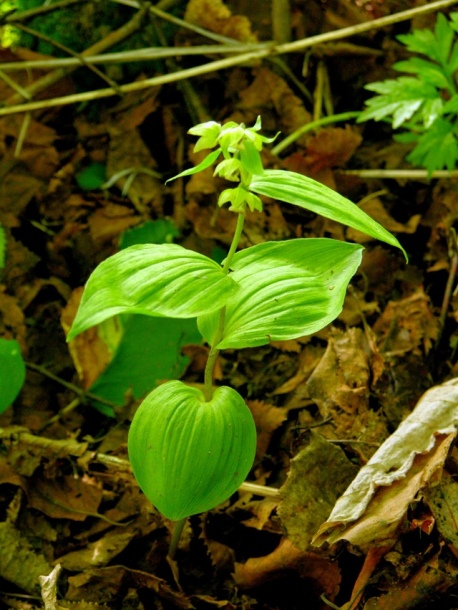 Изображение особи Epipactis papillosa.