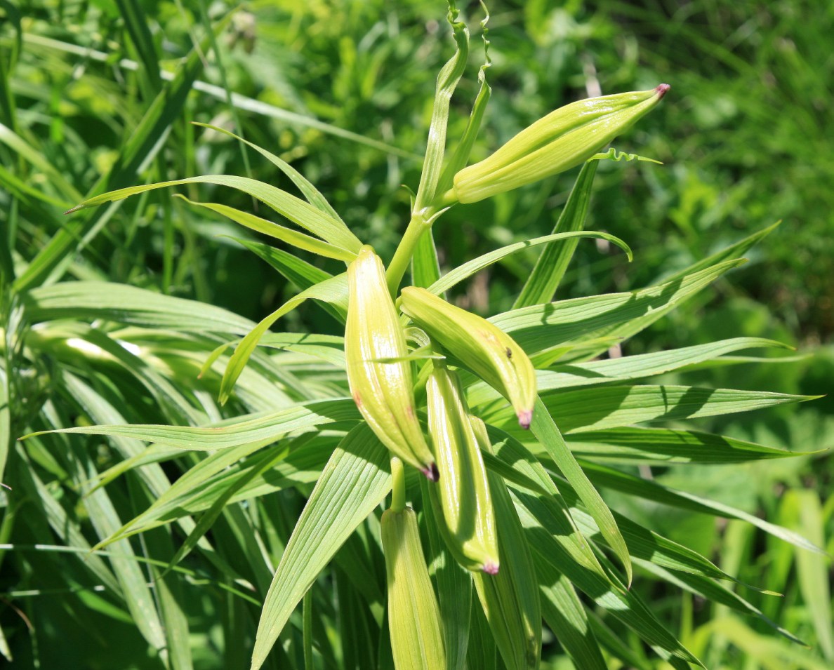 Image of genus Lilium specimen.