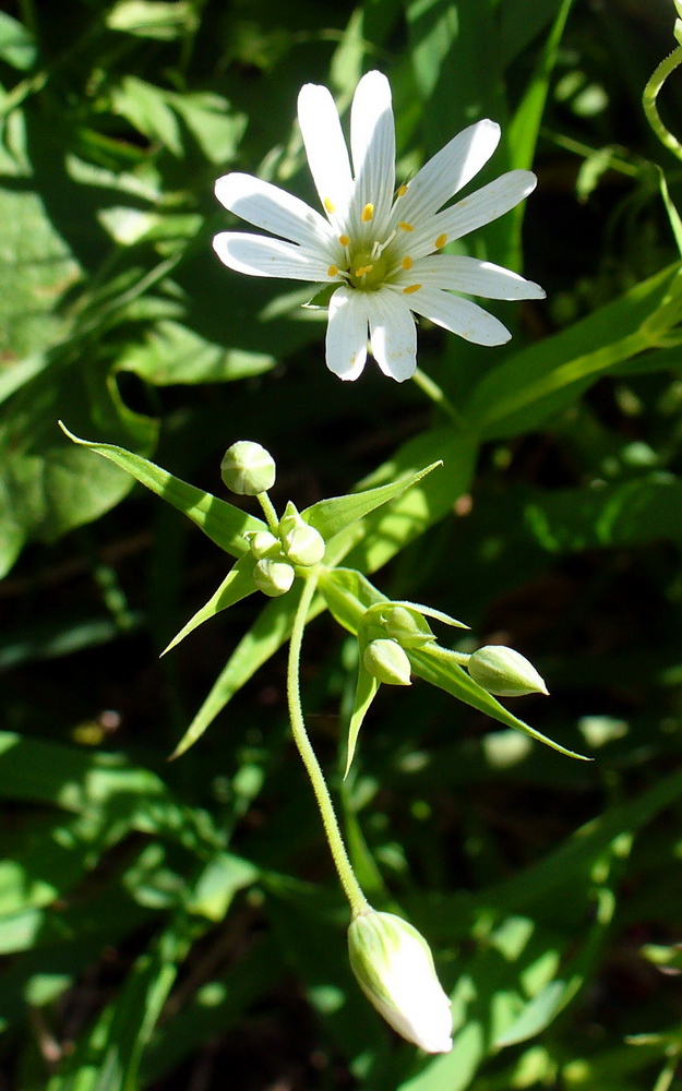 Изображение особи Stellaria holostea.