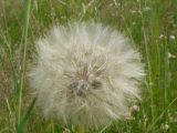 Tragopogon orientalis