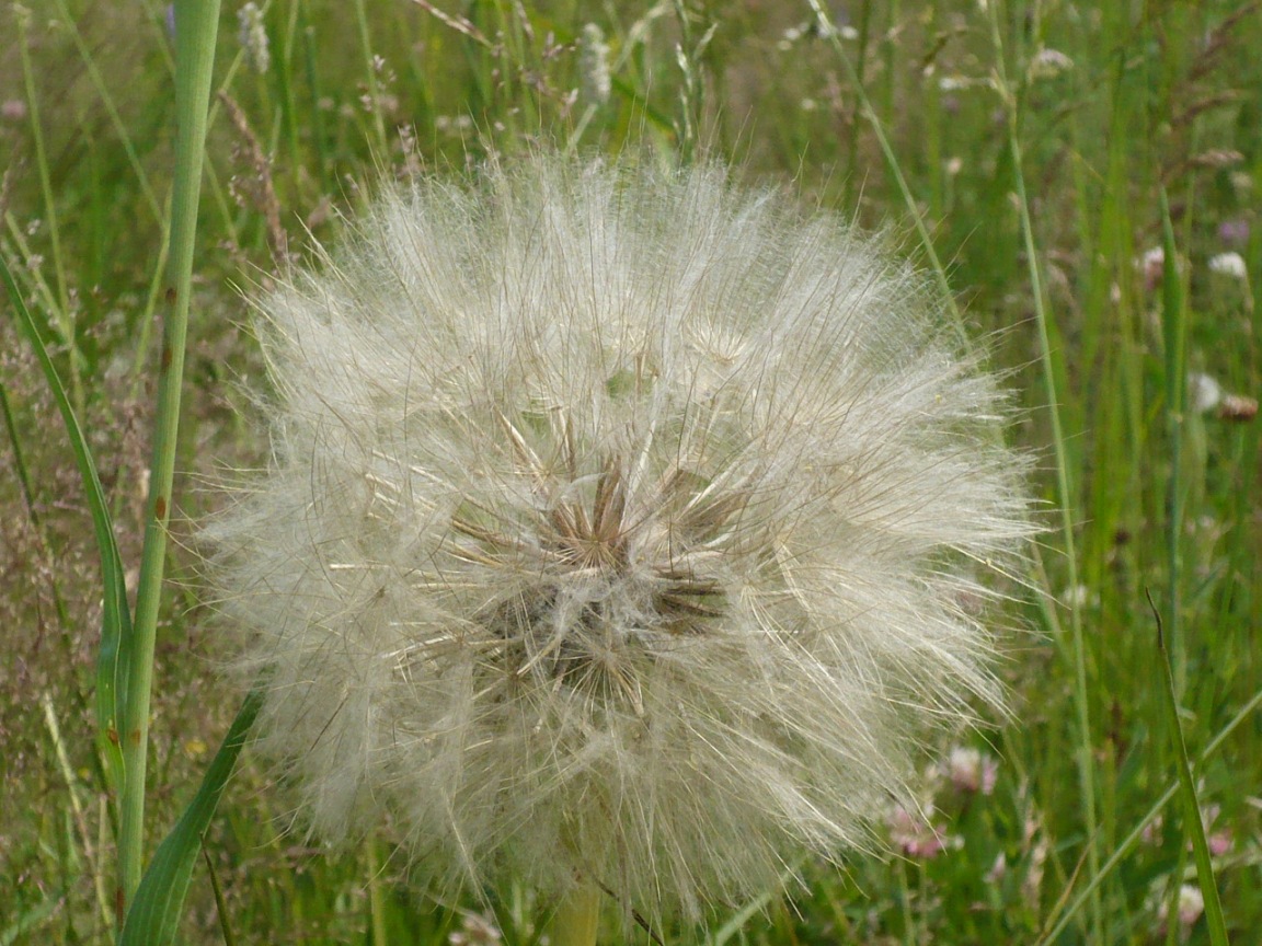 Image of Tragopogon orientalis specimen.