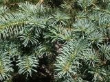 Picea pungens f. glauca