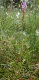 Gymnadenia conopsea. Цветущее растение на ключевом болоте. Юг Пинежского р-на Архангельской обл., начало августа.