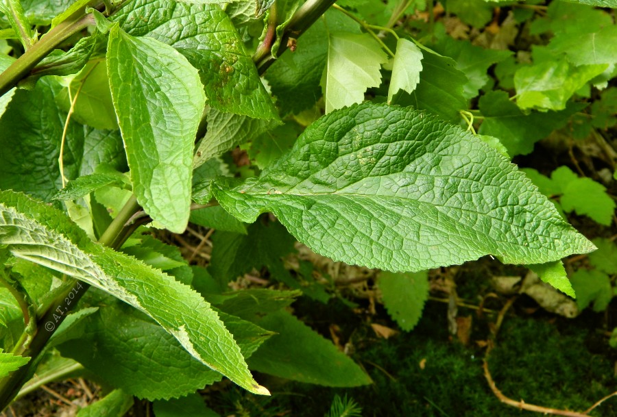 Изображение особи Digitalis purpurea.