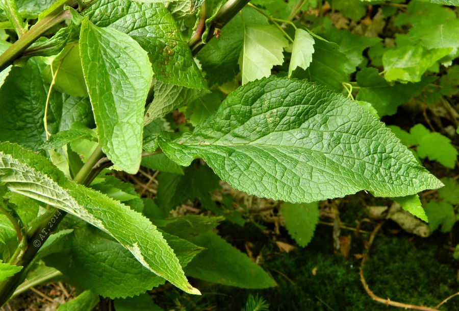 Image of Digitalis purpurea specimen.