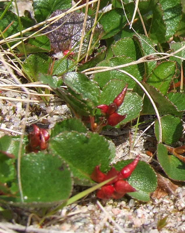 Изображение особи Salix herbacea.