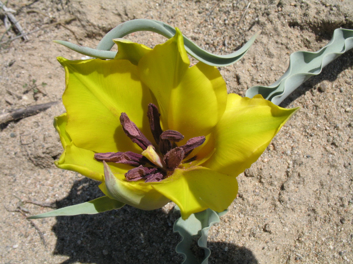 Изображение особи Tulipa lehmanniana.