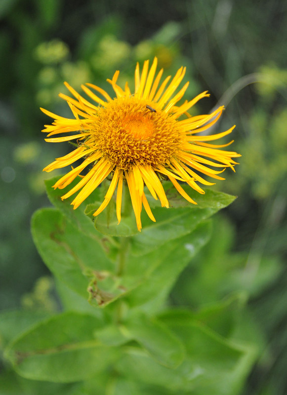 Image of Inula grandiflora specimen.