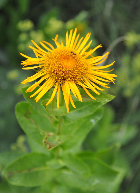 Изображение особи Inula grandiflora.