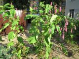 Persicaria orientalis. Цветущие растения. Украина, г. Киев, восточная окраина, цветник в жилом массиве. 22.08.2014.