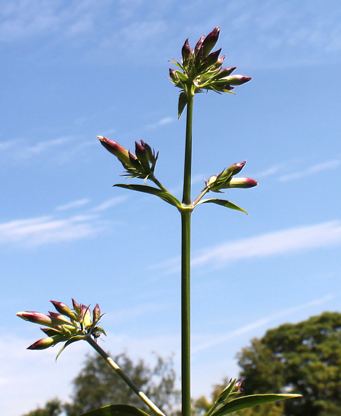Image of Saponaria officinalis specimen.