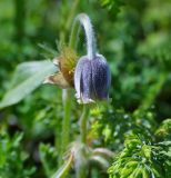 Pulsatilla campanella