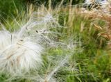 Cirsium setosum