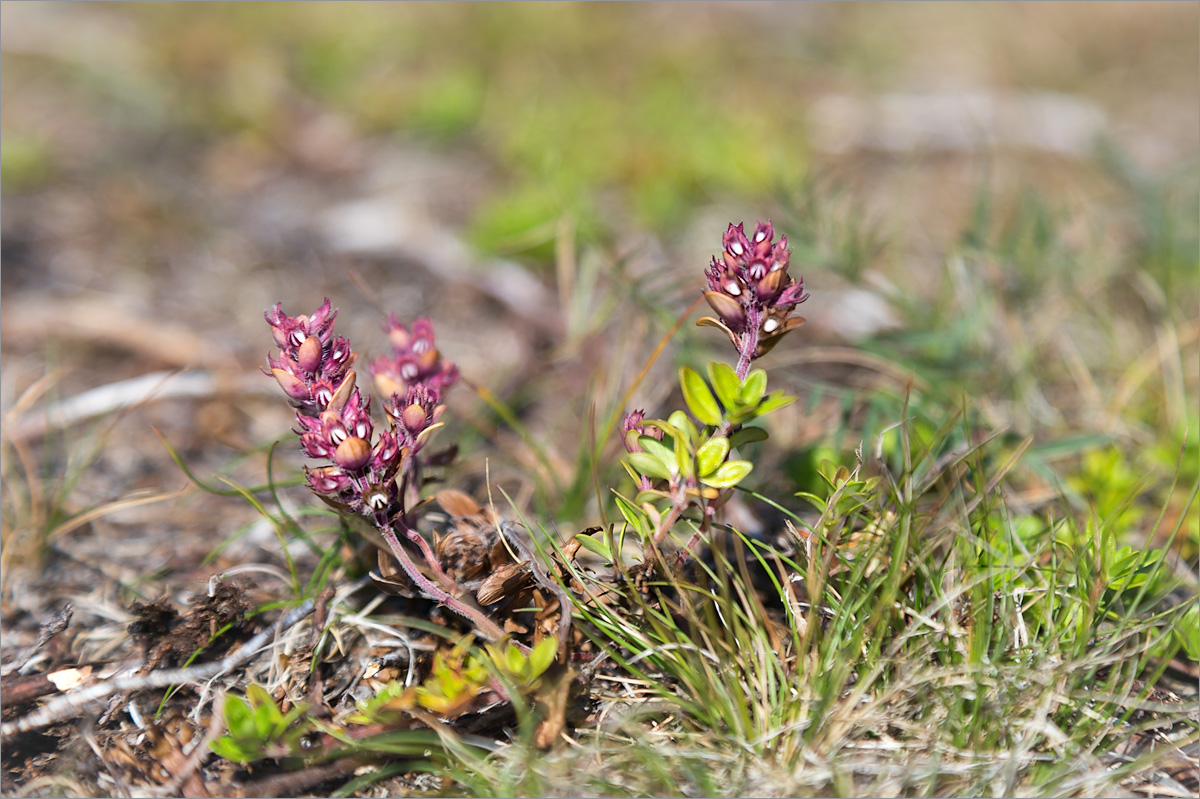 Изображение особи Thymus subarcticus.