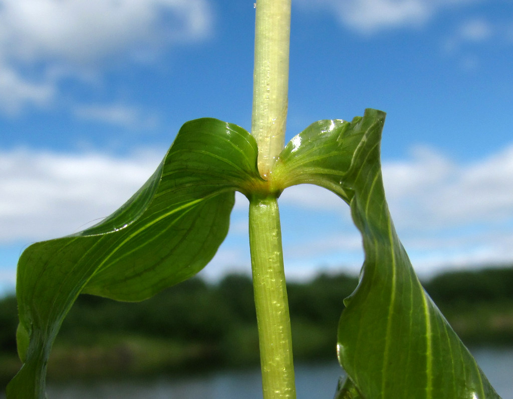 Изображение особи Potamogeton perfoliatus.