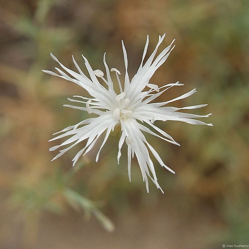 Изображение особи Dianthus squarrosus.