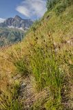 Juncus effusus