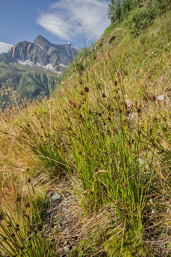 Изображение особи Juncus effusus.