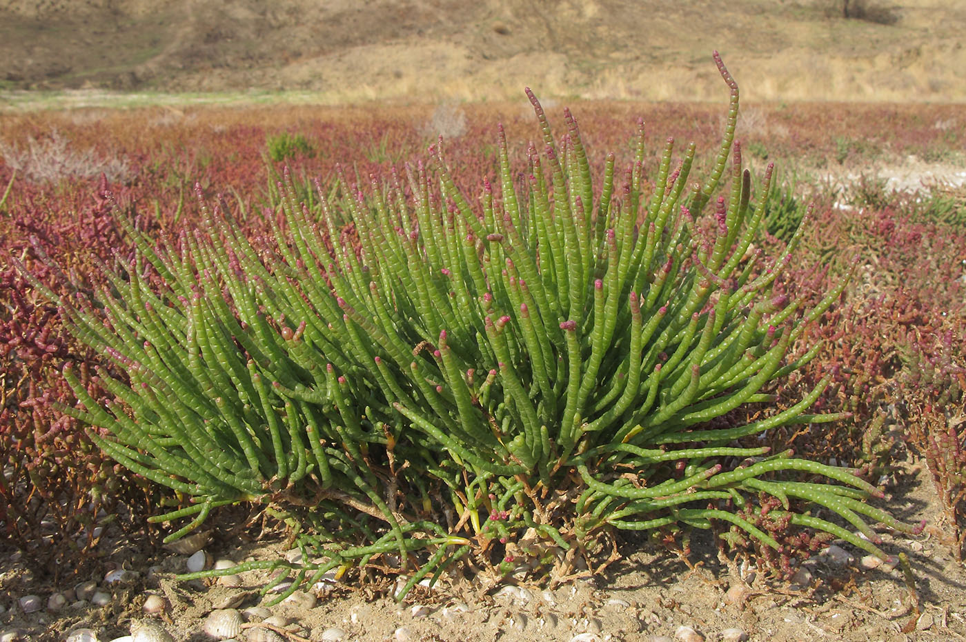 Изображение особи Salicornia perennans.