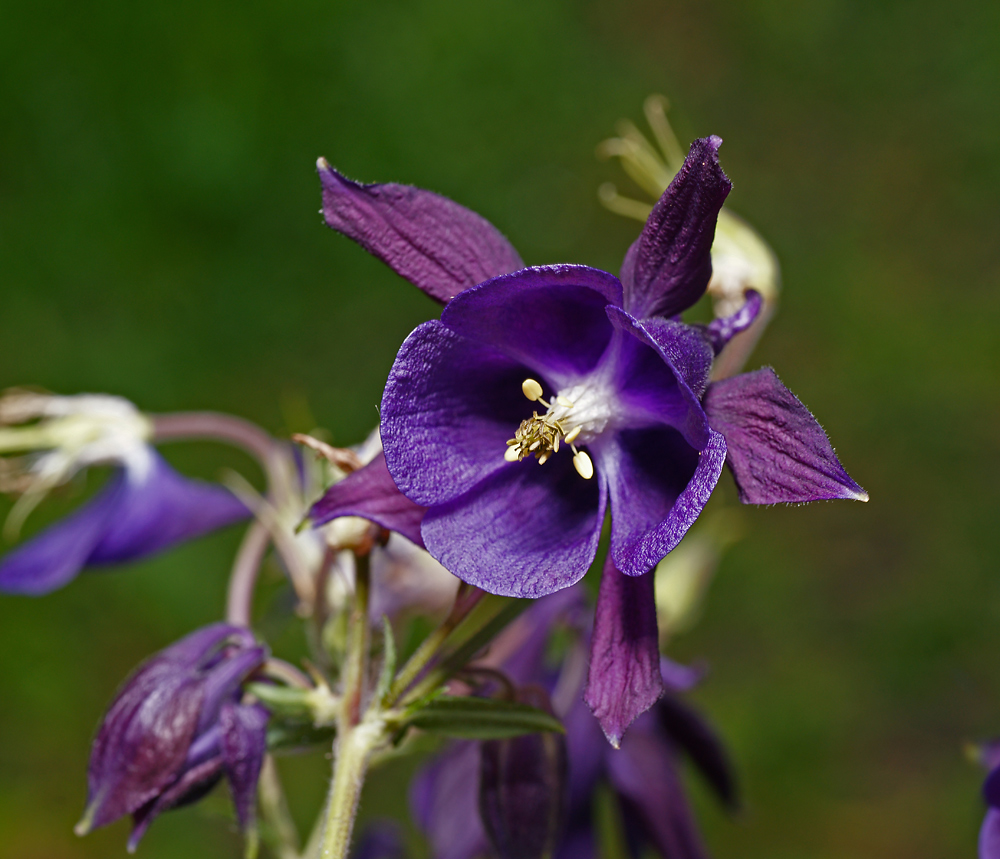 Изображение особи род Aquilegia.