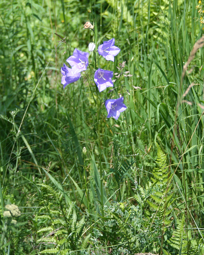 Изображение особи Campanula persicifolia.