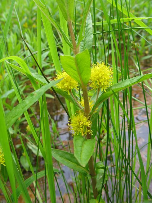 Изображение особи Naumburgia thyrsiflora.