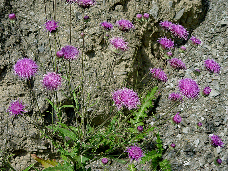 Image of Jurinea alata specimen.