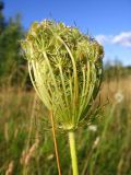 Daucus carota