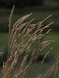 Koeleria macrantha. Верхушки побегов с соплодиями. Белгородская обл., пос. Борисовка, остепнённый склон. 01.07.2009.